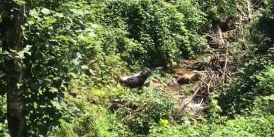 Rize’de kaçan boğa sahibini hastanelik etti