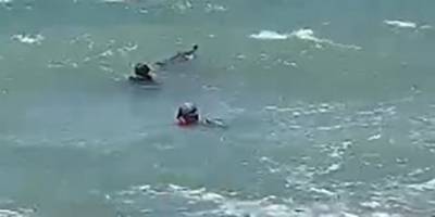 Yavrusu ölü doğan yunus kendini karaya vurdu