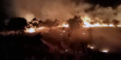 Sigara izmariti zeytinlik alanını yaktı