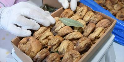 Kuru incir üreticileri 2021'den umutlu