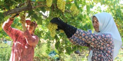 Hasadı başlayan üzümde ihracat tırları yarın yola çıkacak