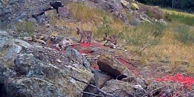 Sıcaktan bunalan tilki ailesi yuvalarının önünde görüntülendi