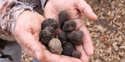 Dünyanın en pahalı mantarından yılda 225 kilo toplanabilecek