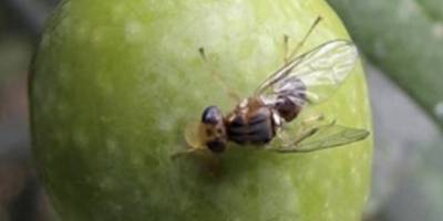 Zeytin sineği ile mücadeleye dikkat çekildi