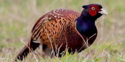 Samsun'dan Türkiye'ye kene avı için 340 bin sülün