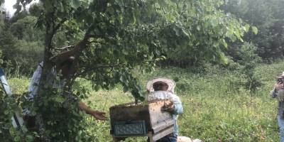 Artvin'de yavru arı bereketi