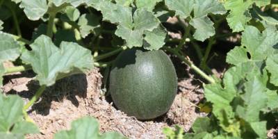 Ereğli'de organik tarım hasada hazırlanıyor