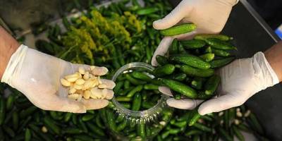 Tavana yapıştırılan turşu 'sanat eseri' olarak sergileniyor: Değeri 10 bin Yeni Zelanda doları