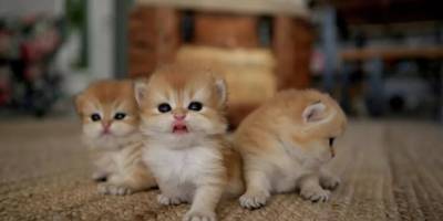 Bilim insanları evcil kedileri 'istilacı yabancı tür' kategorisine ekledi