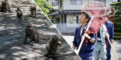 Japonya’da maymunlar 58 kişiye daha saldırdı