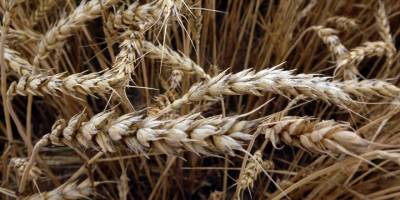 TMO’da buğday ve arpa alım taban fiyatları belirlendi