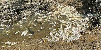 Gökırmak’ta yüzlerce balık telef oldu