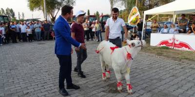 Hisarcık'ta “En güzel buzağı” yarışması