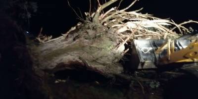 Şiddetli rüzgarın devirdiği ağaçlar köy yolunu kapattı