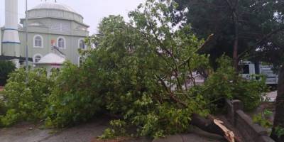 Yağmur ve fırtına ağaçları devirdi