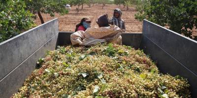 Fıstık üreticisinden taban fiyat çağrısı