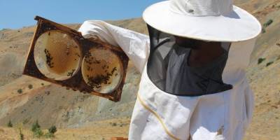 İklim değişikliği florayı etkiledi, arıcılar bu yıl da umduğunu bulamadı