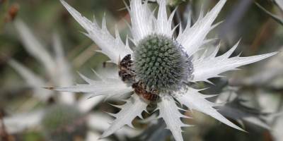 Anzer Balı'nda bal sağımı gerçekleştirildi