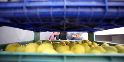 Aydın'da "incir cipsi" mesaisi başladı