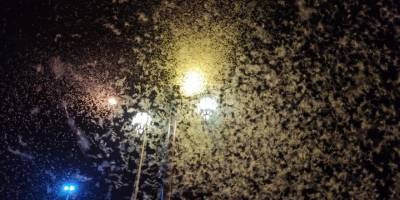 Milyonlarca 'bir gün sineği' tarihi Halilefendi köprüsünü istila etti