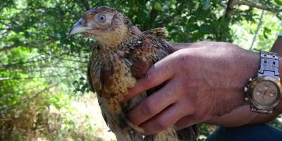 Bingöl’de kene avcısı sülünler doğaya salındı