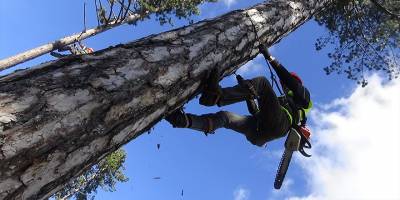 Ormanın sincap adamları ayda 15 bin TL kazanıyor