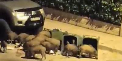 Aç kalan domuzlar kent merkezindeki çöpleri talan etti