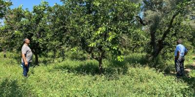 Narenciye bahçelerindeki verim kaybı araştırılıyor