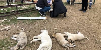 Polatlı'da 22 köpek zehirlenerek öldürüldü