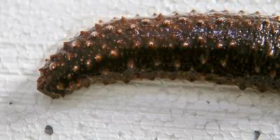 İhracatıyla dikkati çeken deniz patlıcanı, çiftlikte de yetiştirilecek