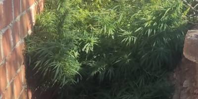 Sarıgöl'deki uyuşturucu operasyonlarında 1 kişi tutuklandı