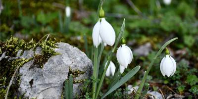 Manisa Spil Dağı'nda kardelenler boy gösterdi