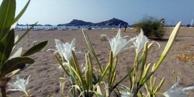 Muğla sahillerini kum zambakları süslüyor