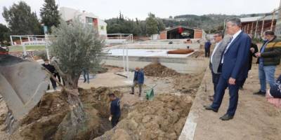 Gaziemir’de zeytin ağaçlarına ikinci yaşam