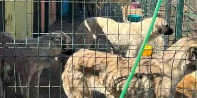 Nevşehir'de sokak hayvanlarının kısırlaştırılmasına ilişkin görüntülerle ilgili soruşturma