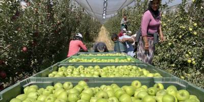 Niğde'de elma üreticileri 650 bin ton rekolte bekliyor