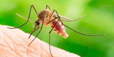 Sağlık Bakanlığı'ndan sivrisinekten korunma rehberi