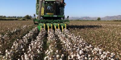 Germencik'te pamuk hasadı başladı