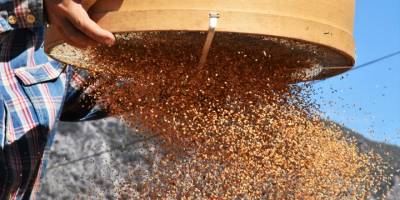 Aromasını "Deli Mehmet" rüzgarından alan Gökova susamı yurt dışı için hasat ediliyor