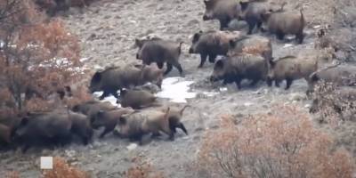 Uşak'ta domuz avında vücuduna saçma isabet eden genç öldü