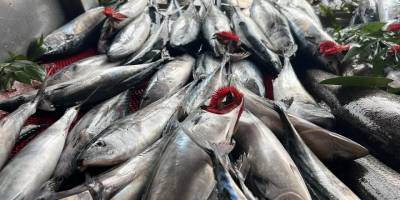 Tezgahta palamut bolluğu: ‘Şu anda her şeyden ucuz, herkes alabiliyor’