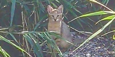 Soyu tehlike altındaki 'saz kedisi' Iğdır'daki sulak alanlarda da yaşıyor