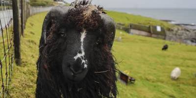 İnsandan fazla koyunun yaşadığı ülke: Faroe Adaları
