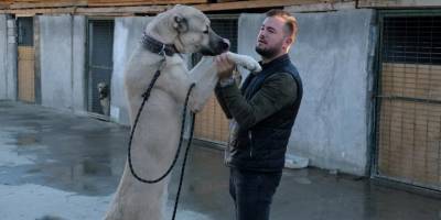 İkinci el otomobil fiyatına kangal: Yurt dışında 80 bin, yurt içinde 750 bin liraya satılıyor