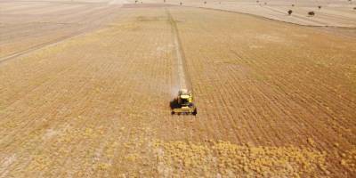Uşak'ta çörek otu üretimi, atıl arazilerin değerlendirilmesiyle artıyor