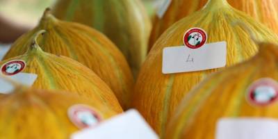 Muğla'da Yayla Kavunu Yarışması düzenlendi