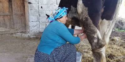 Çiğ süt tavsiye fiyatı belli oldu