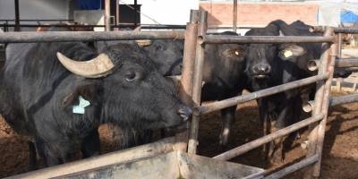 Manda sütü, kadın çiftçinin elinde Afyon kaymağına dönüşüyor