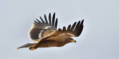 Konya'da takibe alınan bozkır kartalı, bir haftada Orta Afrika'ya ulaştı