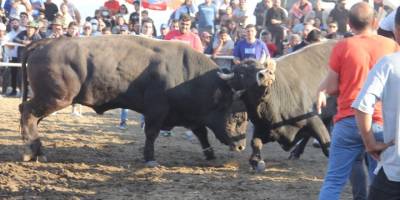 Datça'da 15. Geleneksel Boğa Güreşleri'ni "Mike Tyson" kazandı